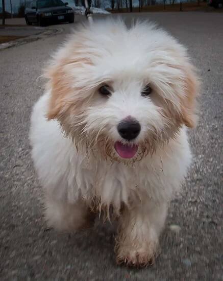 Coton de Tulear