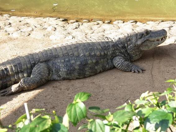 Soubor:Jacare de papo amarelo zoo.jpg – Wikipedie