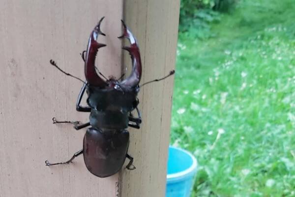 Je čas roháčů. Setkání s obřím chráněným broukem je vždy trochu překvapením