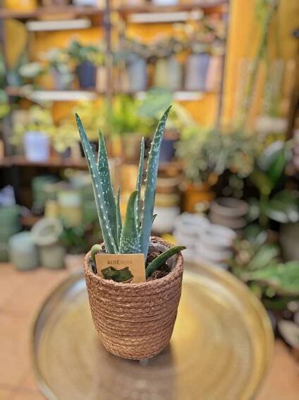Aloe Vera