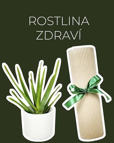 Dárek - Rostlina zdraví (Aloe vera)