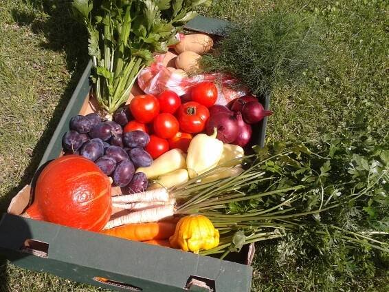 Fotogalerie bedýnek | Farma Macek – Zelenina