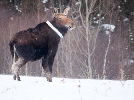 Collared moose