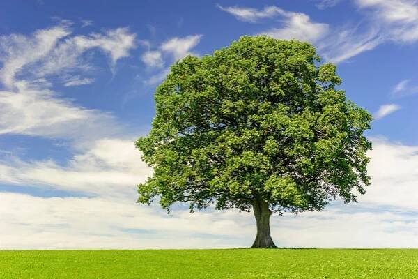 Branching out: Nectar and Woodland Trust extend partnership to 2027 - Nectar360