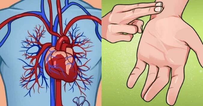 Přehled ideální tepové frekvence podle věku: Pokud nezapadáte do vaší kategorie, začněte ihned jednat. Vaše tělo vám poděkuje do 2 dnů