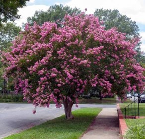 When Do Crepe Myrtles Bloom? Discover Peak Season by Zone