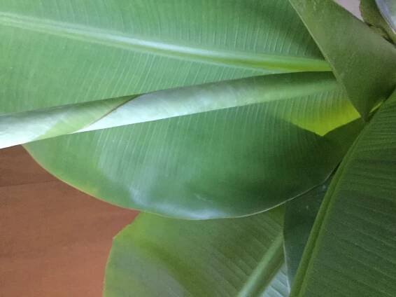 Dwarf Cavendish banana