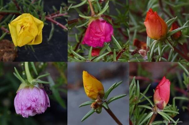Šrucha velkokvětá - Portulaca grandiflora