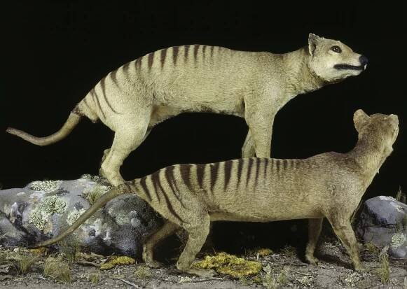 Letter from a Tasmanian Tiger