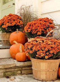Naplňte truhlíky na podzim těmito sezónními rostlinami!