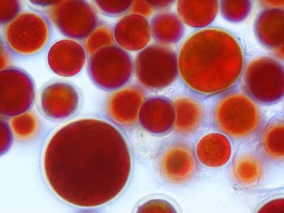 Haematococcus pluvialis - Astaxanthin