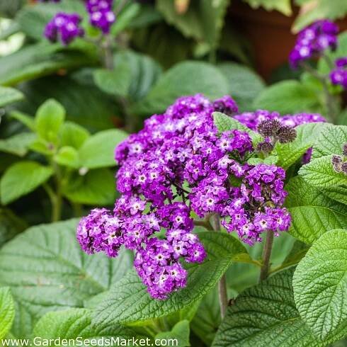 Heliotropium arborescens - Zahradní centrum "Strakovo" s.r.o.