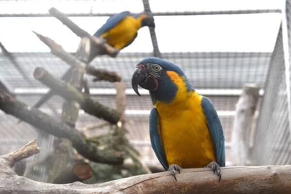 V bošovické papouščí zoo se vylíhly desítky mláďat