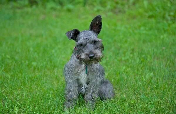 Roztomilý miniaturní Schnauzer se zvláštním výrazem. — Stock obrázek