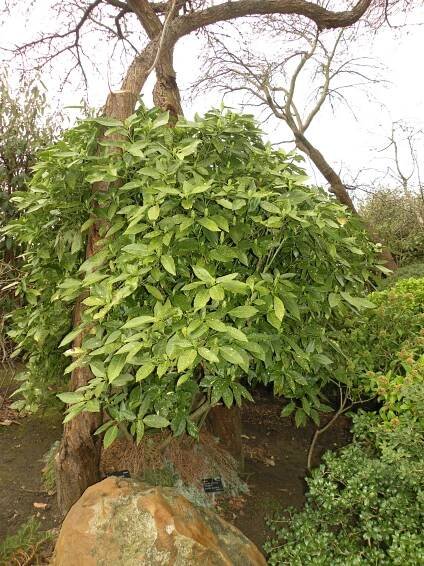 Aucuba japonica var. variegata
