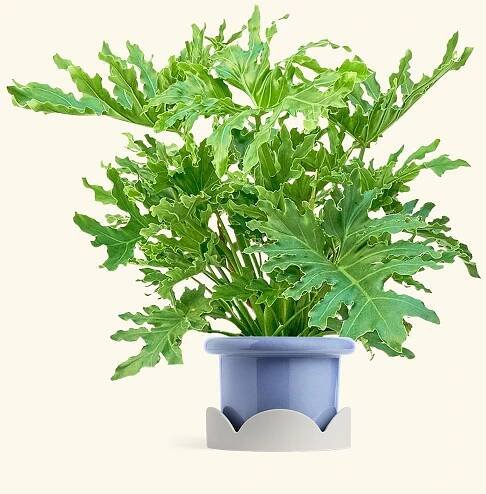 Philodendron Lickety Splitz in a 10 inches Fat Lip Blue Planter in a Oat Petal Drip Tray