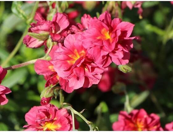 HELIANTHEMUM - "Devaterník" - Lukon Glads s.r.o.