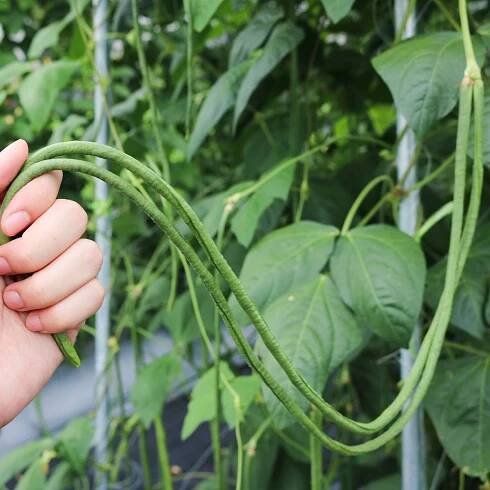 Yu Long-Yard long bean
