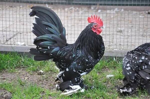 two black roosters standing next to each other on the grass in front of a fence