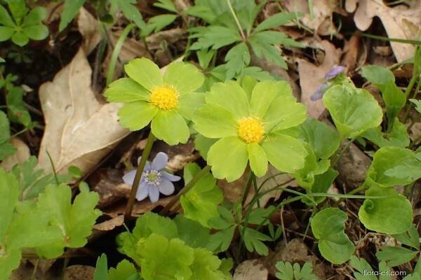 Hvězdnatec zubatý (Hacquetia epipactis)