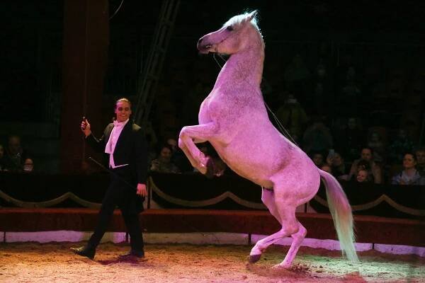 PODÍVEJTE SE: Půvabná akrobatka i špičková drezura. Přijel cirkus Humberto