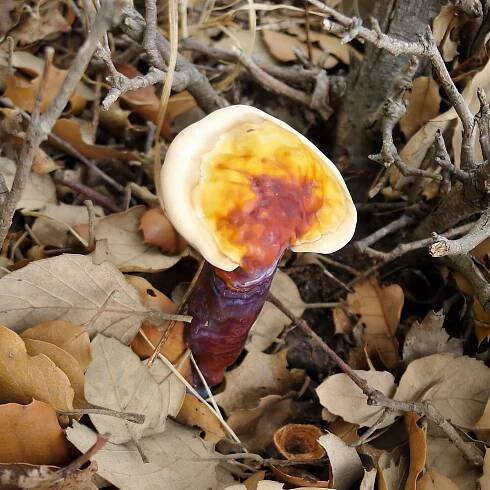 Súbor:Ganoderma lucidum (36840650254).jpg