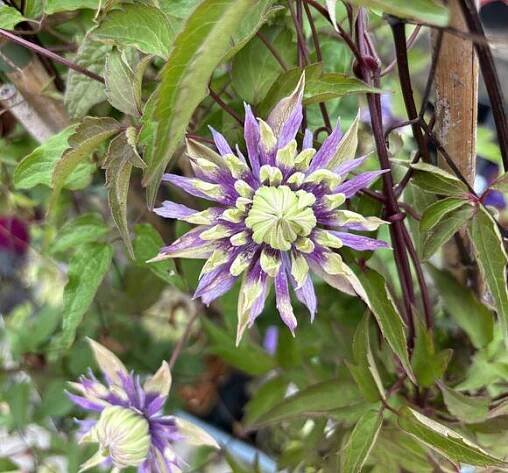 Plamének 'Taiga' - Clematis 'Taiga'