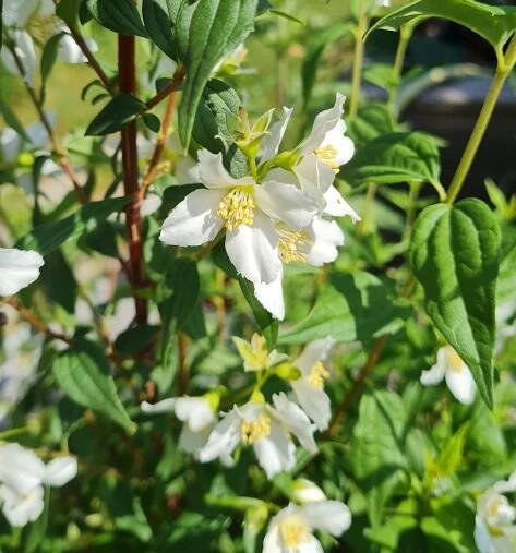 Pustoryl 'Mont Blanc'