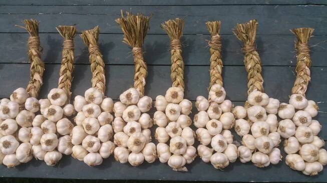 softneck garlic braids