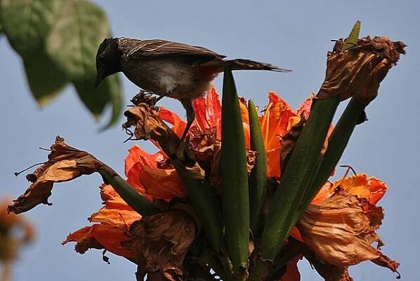 Soubor:Red-vented Bulbul (Pycnonotus cafer) feeding on Spathodea campanulata W IMG 5753.jpg – Wikipedie