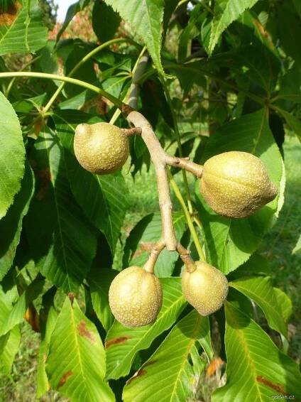 Jírovec Dupontův (Aesculus x dupontii var hessei), plody, plodenství