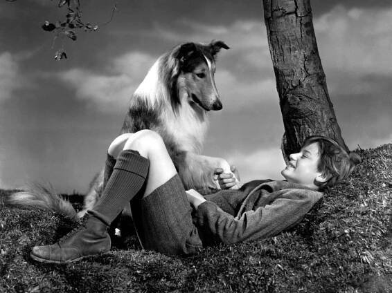 LASSIE COME HOME, Roddy McDowall, 1943