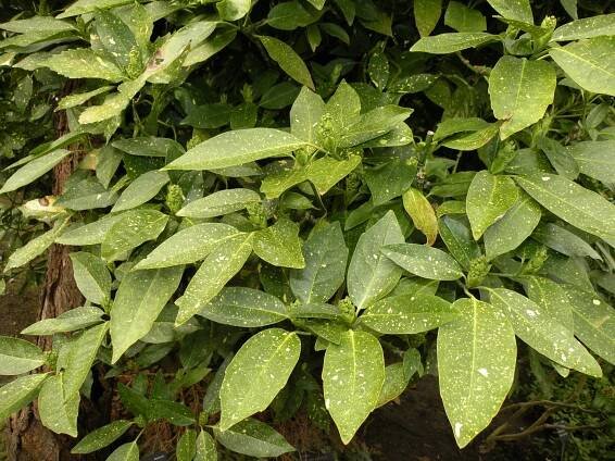 Obrázek - Aucuba japonica var. variegata (aukuba japonská) | BioLib.cz
