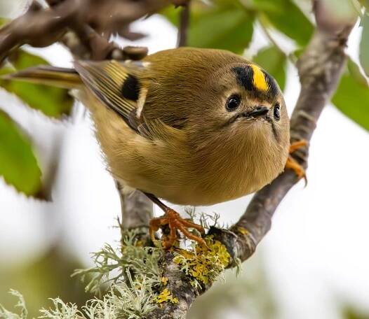 Captivating Caithness - North Sutherland Wildlife Group