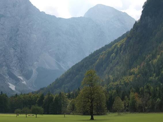 AM 2009 - Logarska Dolina (SLO) | Pro Silva