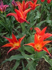 Atlas - fotogalerie: Liliokvěté tulipány A-Z, T1