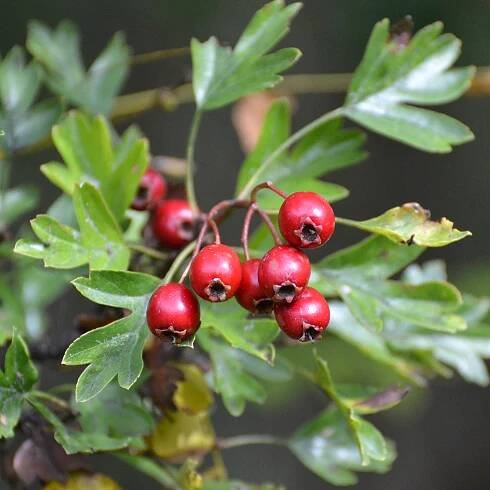 Súbor:(ms) Crataegus monogyna 9.jpg – Wikipédia