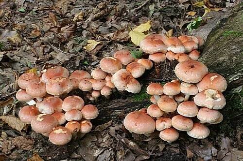 třepenitka cihlová, nejedlá - foto: Martin Kříž