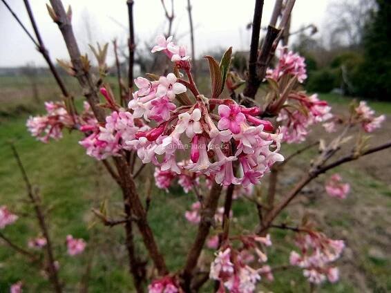 Kalina bodnantská (Viburnum x bodnantense ́Dawn ́)