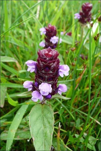 BLÓMUR / BLOMSTER / FLOWERS