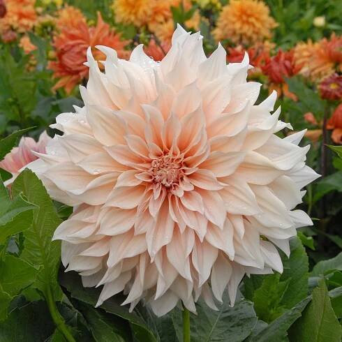 Dahlien für den Sommergarten