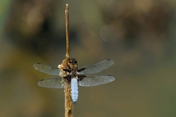 MacroPhoto - Vážka ploská (Libellula depressa)