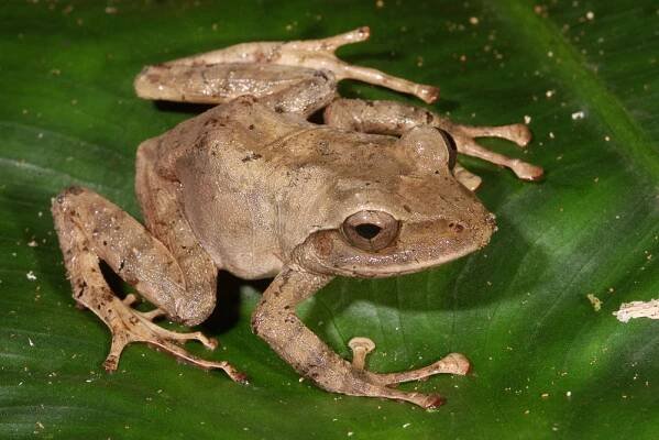 Fijian tree frog