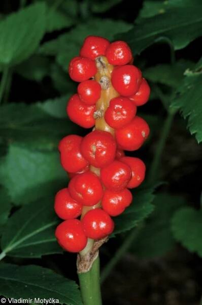 Arum maculatum – árón plamatý