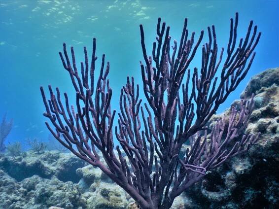 Coral reef scuba diving in Florida