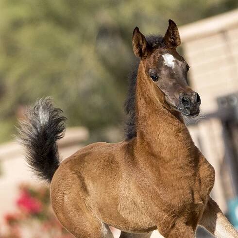 MC SAMIRA | McDonald Arabians | Scottsdale Arabian Horses