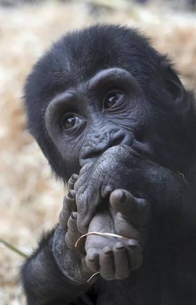 Ajabu má bolístku! Nejmladší goriláček pražské zoo „ochutnává“ svoji patu