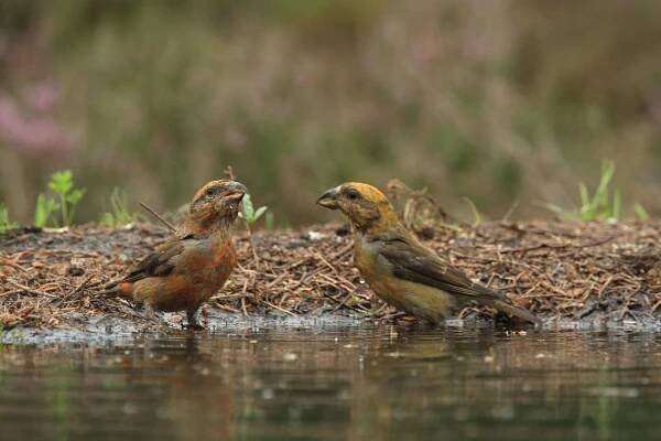 Crossbill, Kruisbekken, Příroda
