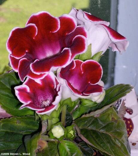 Senior Gardening: Gloxinia Photos