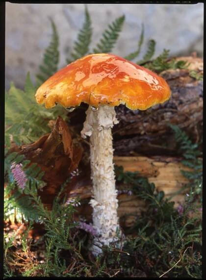 Muchomůrka císařka/Amanita caesera